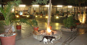 orario gattile